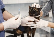 What Vet Visits Really Cost: A Straight Answer for Austin Pet Owners, With Notes From Honnas Veterinary